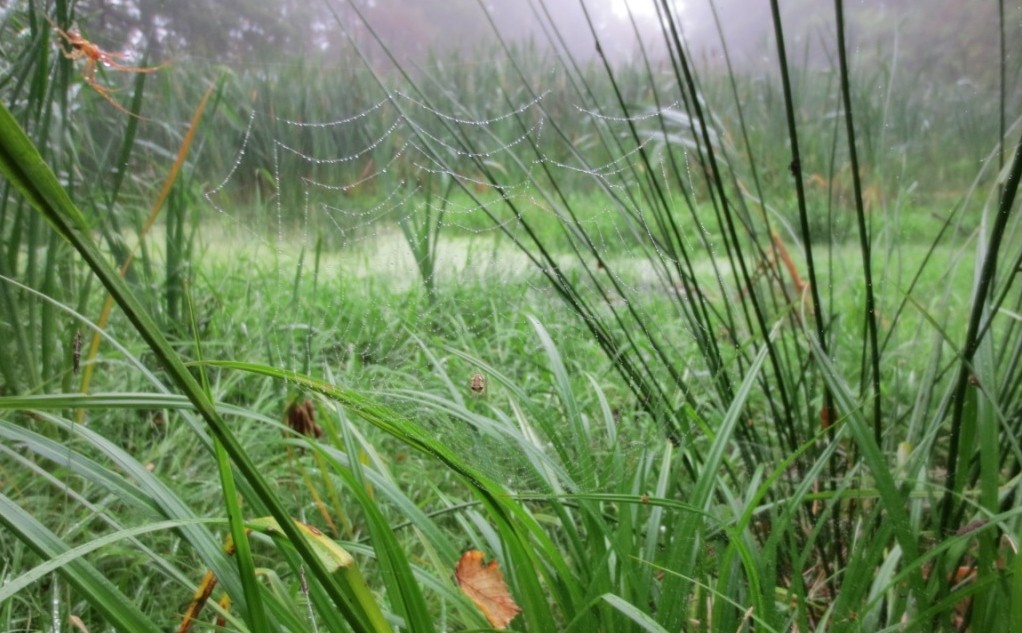 Wiese mit Spinnennetzt